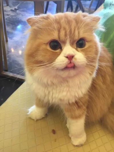 Cat Bleps 1 