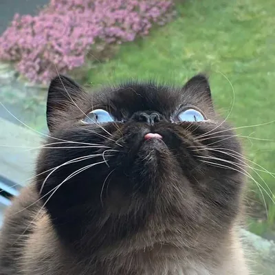 Cat Bleps 9