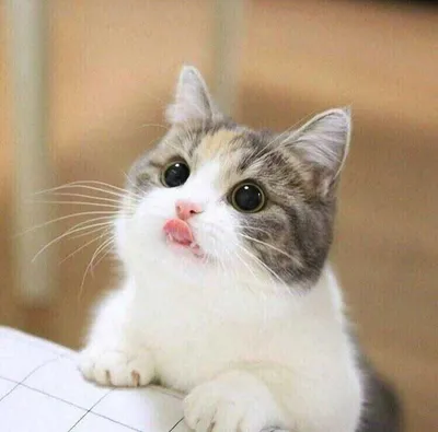 Cat Bleps 10