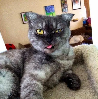 Cat Bleps 11