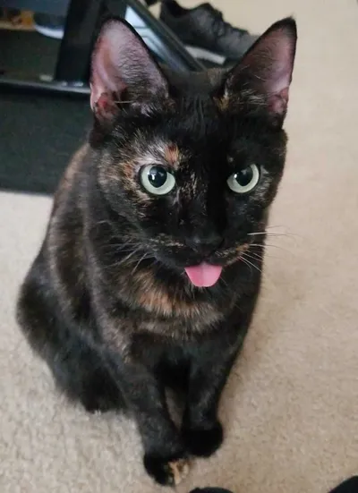 Cat Bleps 12