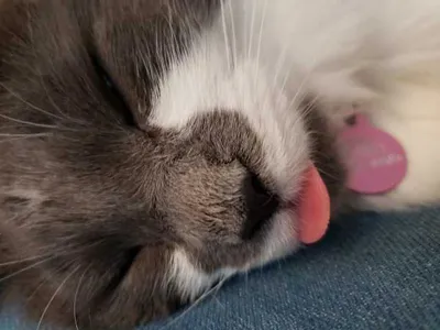Cat Bleps 13