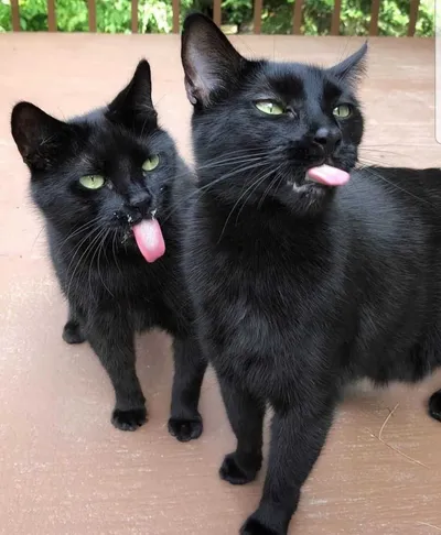 Cat Bleps 20
