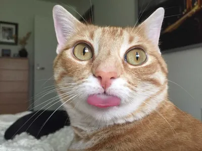 Cat Bleps 4