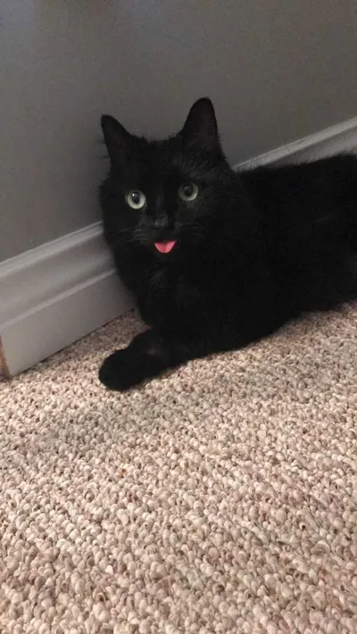 Cat Bleps 5 