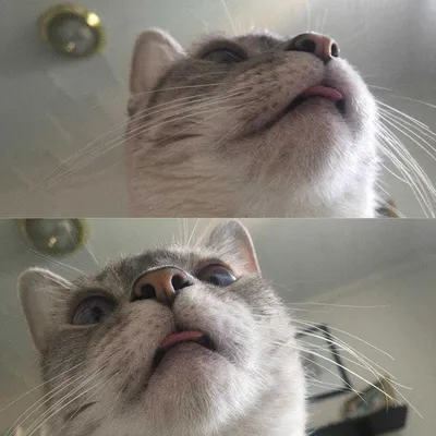 Cat Bleps 6