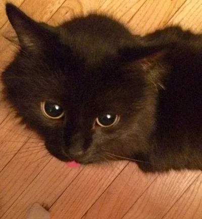 Cat Bleps 7