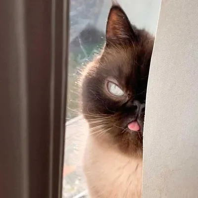Cat Bleps 8