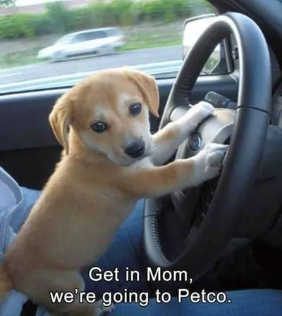 Ca970A390Dd0C433C798Ba547501372B Cute Baby Dog Pictures Baby Puppy