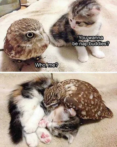 Animal Memes Funny  Nap Buddies