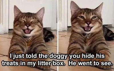 Animal Memes Funny  Practical Joke