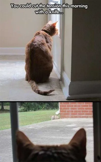 Top 20 Funny Animal Memes Of The Day 5Fb92B5A70Df5