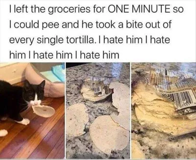 Cat Memes Funny Af  Territorial Cat