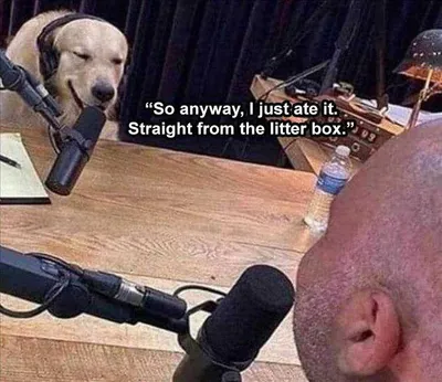 Dog Memes Funny Af  Fell For It