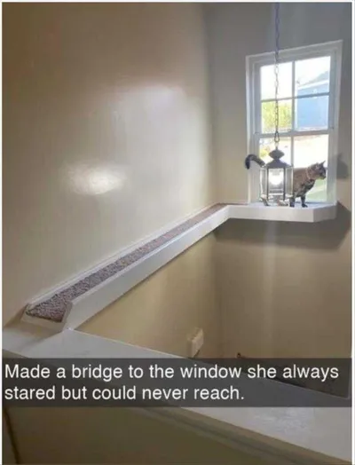 Funny Animal Picture Memes  Cat Ledge