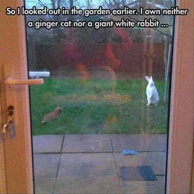 Animal Picture Memes  Strange Visitors