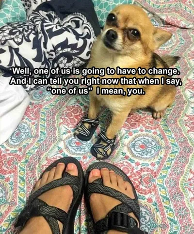 Hilarious Animal Meme Clean  Who Wore It Best