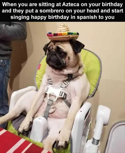 Funny Animal Memes Clean  No Ablas Espagnol