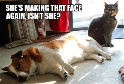 Funny Animal Memes Clean  Making That Face