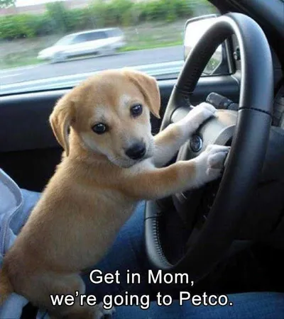 Funny Puppy Memes Clean  Going To Petco