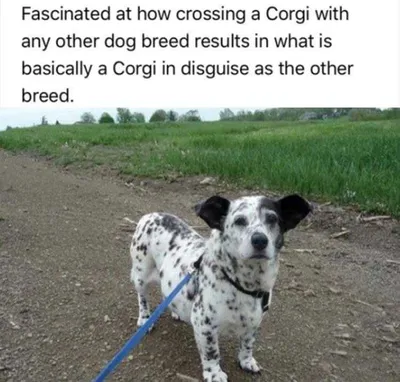 Hilarious Animal Memes Clean  Corgi Rules