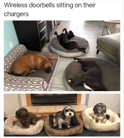 Hilarious Animal Pics  Wireless Charging