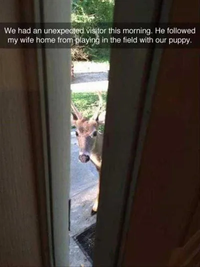 Hilarious Animal Pics  Stalking Doe