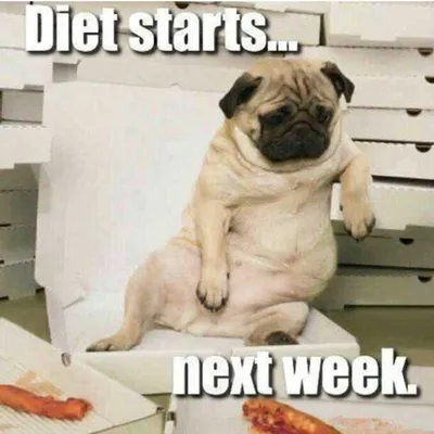 Funny Gym Memes  Eat Today, Gym Tomorrow