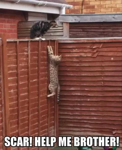 Humorous Pet Pics  Lion King Reenactment