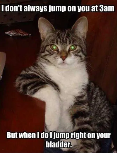 Humorous Pet Pics  I Don't Always Cat Meme