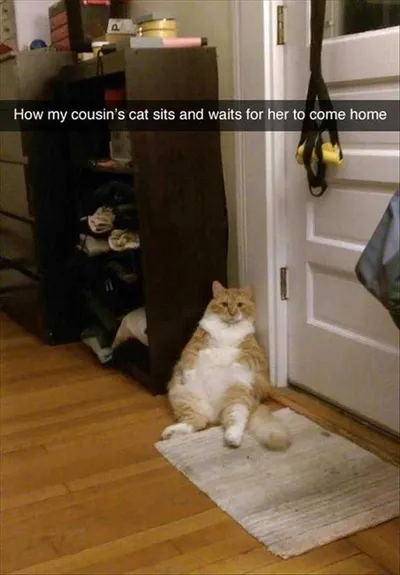 Humorous Pet Pics  Letting It Hang Out