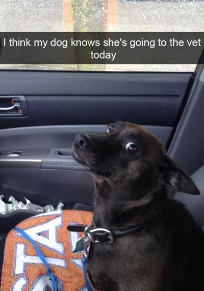 Humorous Dog Pics  Dog Knows