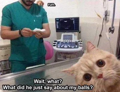 Humorous Pet Pics  Run