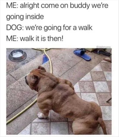 Funny Dogs And Cats Pictures  This Pooch Gets What He Wants