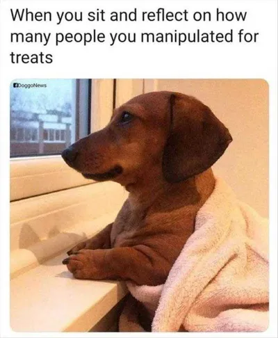 Funny Dogs And Cats Pictures  Doggy Self Reflection Moments