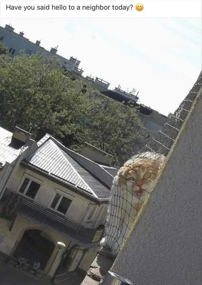 Funny Dogs And Cats Pictures  Howdy Neighbor