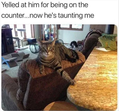 Funny Dogs And Cats Pictures  Taunts