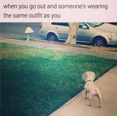 Funny Dogs And Cats Pictures  Who Wore It Best