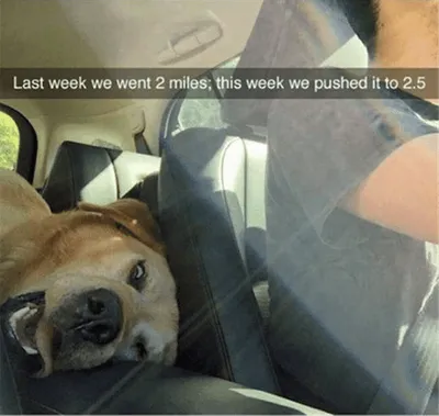 Funny Dogs And Cats Pictures  Pushing Limits