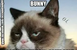 Funny Easter Cat Memes