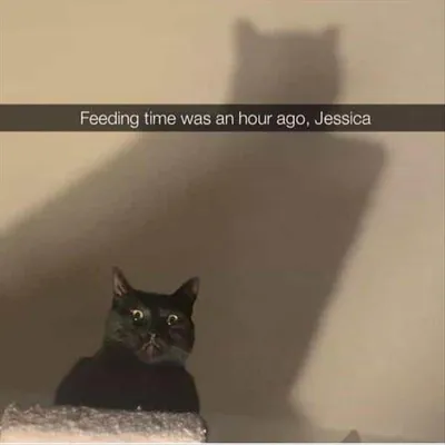 Funny Animal Pics With Sayings