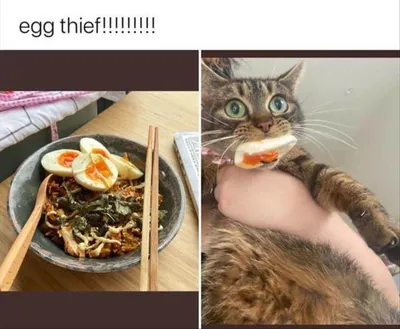 Funny Animal Pics With Sayings