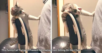 Funny Animal Pics With Sayings