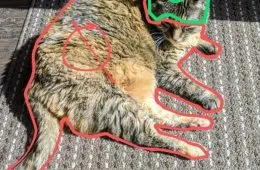 Top 25 Hilarious Animal Pics With Captions