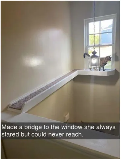 Funny Animal Pics With Sayings