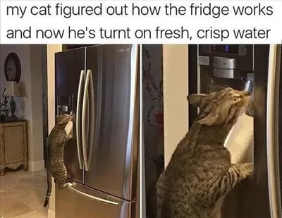 Funny Animal Pics With Sayings