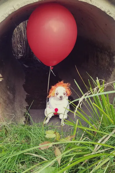 Adorable Chihuahua Memes