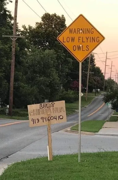 Chihuahua Memes Pictures