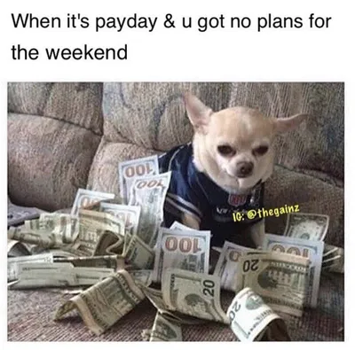 Chihuahua Memes Adorable