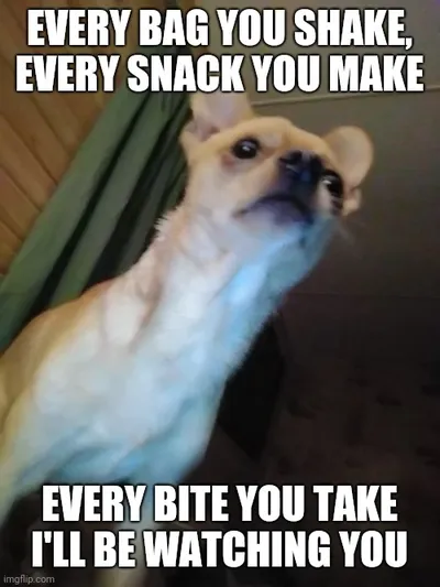 Chihuahua Memes Best